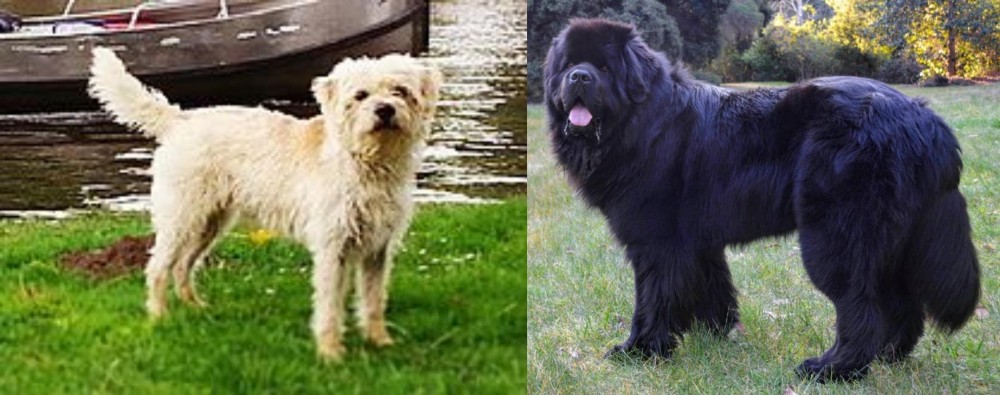Newfoundland Dog vs Dutch Smoushond - Breed Comparison