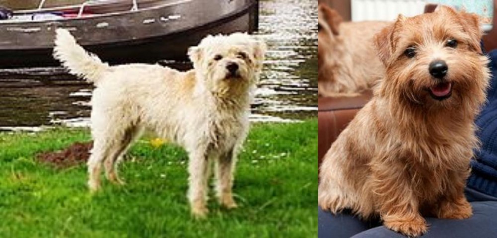 Norfolk Terrier vs Dutch Smoushond - Breed Comparison
