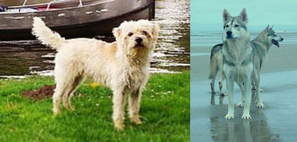 Northern Inuit Dog vs Dutch Smoushond - Breed Comparison