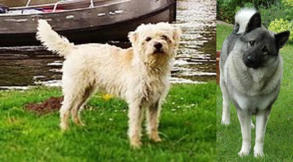 Norwegian Elkhound vs Dutch Smoushond - Breed Comparison