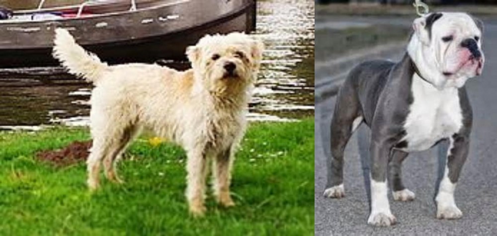 Old English Bulldog vs Dutch Smoushond - Breed Comparison