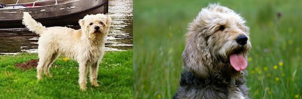 Otterhound vs Dutch Smoushond - Breed Comparison