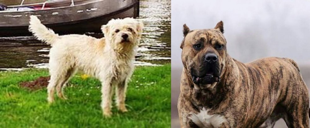 Perro de Presa Canario vs Dutch Smoushond - Breed Comparison