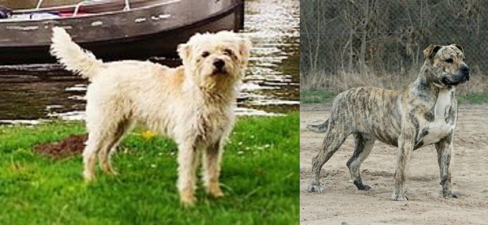 Perro de Presa Mallorquin vs Dutch Smoushond - Breed Comparison