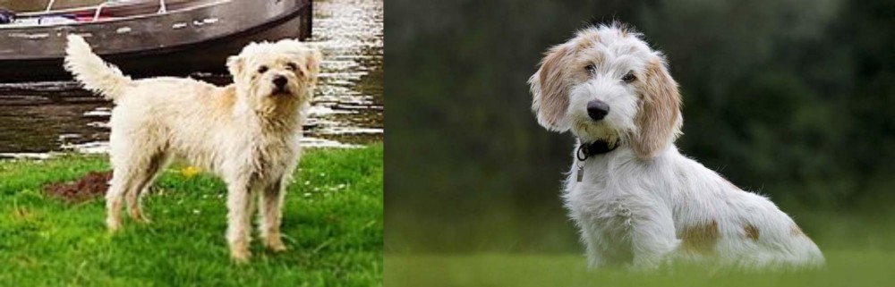 Petit Basset Griffon Vendeen vs Dutch Smoushond - Breed Comparison
