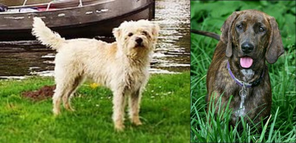 Plott Hound vs Dutch Smoushond - Breed Comparison