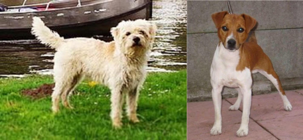 Plummer Terrier vs Dutch Smoushond - Breed Comparison