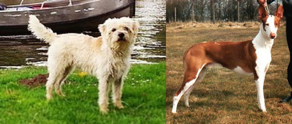 Podenco Canario vs Dutch Smoushond - Breed Comparison