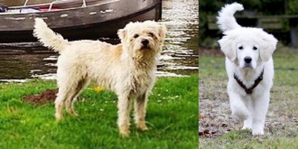 Polish Tatra Sheepdog vs Dutch Smoushond - Breed Comparison
