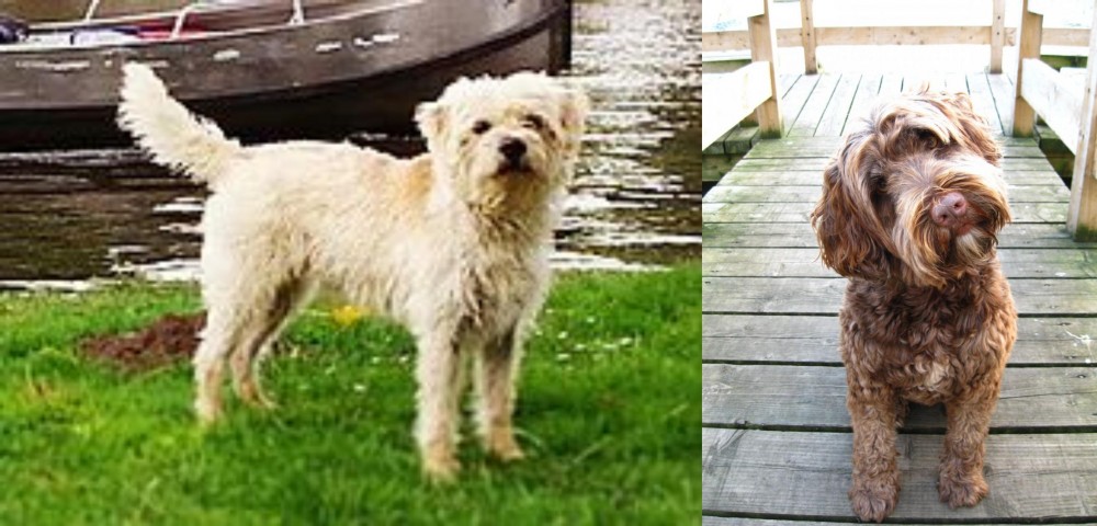 Portuguese Water Dog vs Dutch Smoushond - Breed Comparison