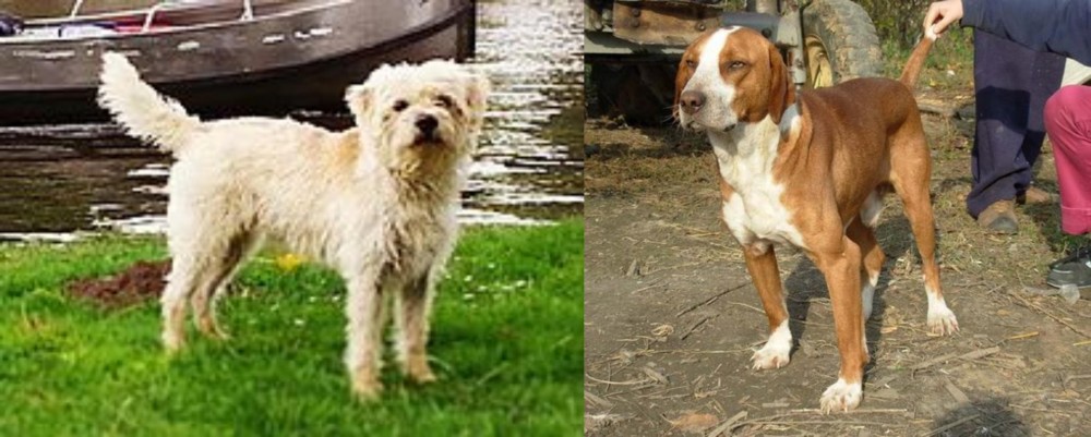 Posavac Hound vs Dutch Smoushond - Breed Comparison