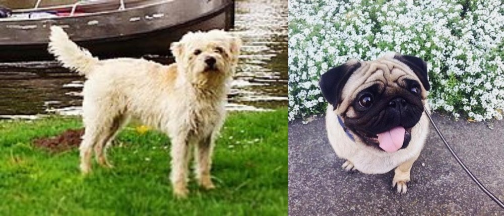 Pug vs Dutch Smoushond - Breed Comparison