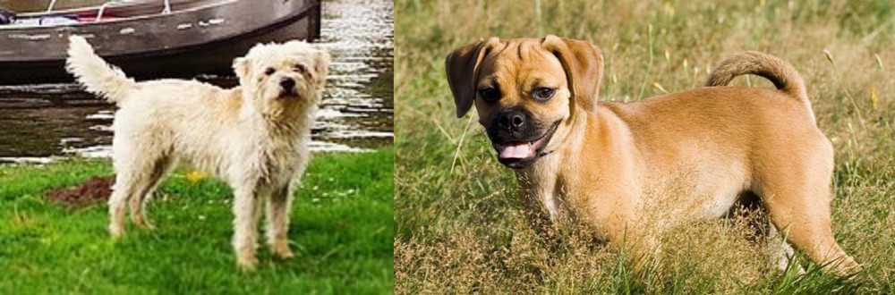 Puggle vs Dutch Smoushond - Breed Comparison