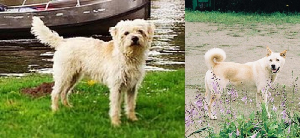 Pungsan Dog vs Dutch Smoushond - Breed Comparison