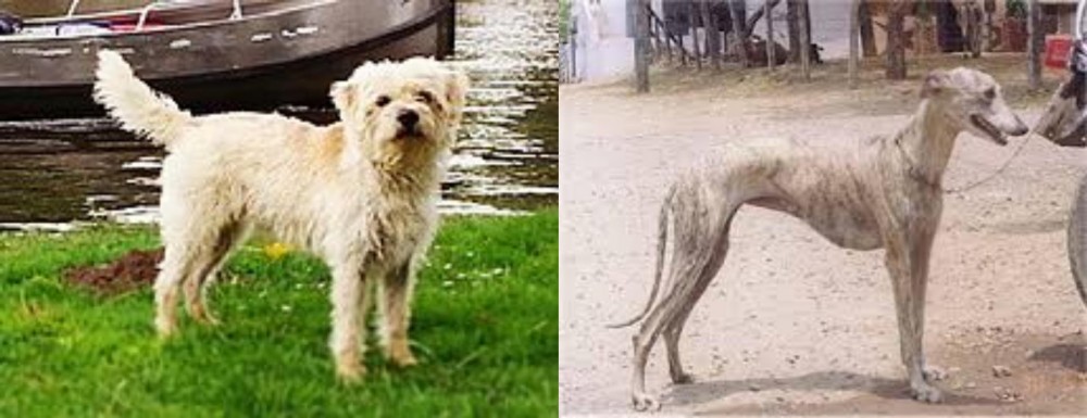 Rampur Greyhound vs Dutch Smoushond - Breed Comparison