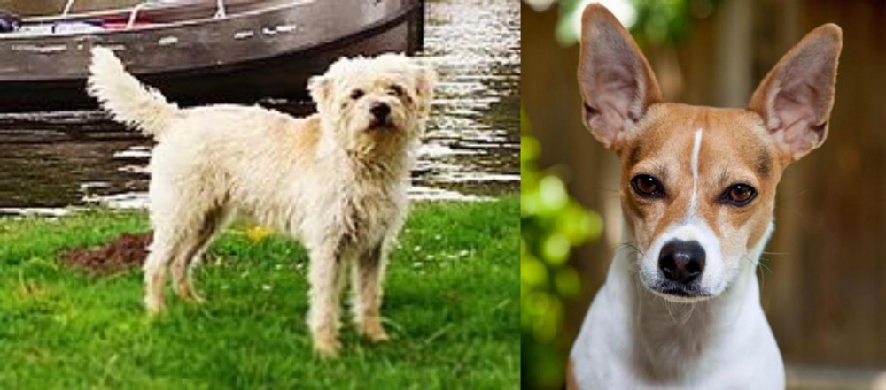 Rat Terrier vs Dutch Smoushond - Breed Comparison