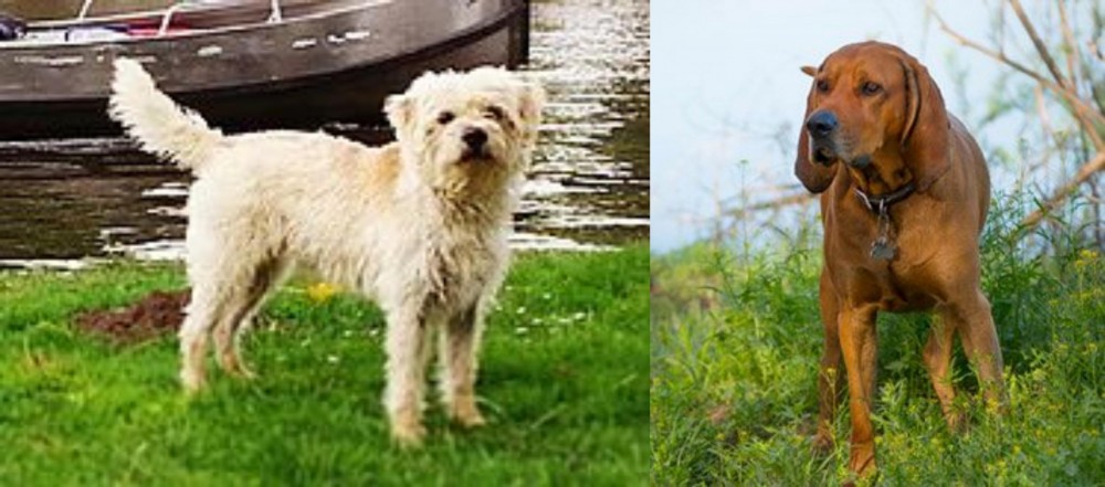 Redbone Coonhound vs Dutch Smoushond - Breed Comparison