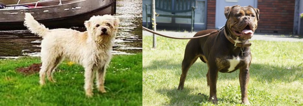 Renascence Bulldogge vs Dutch Smoushond - Breed Comparison