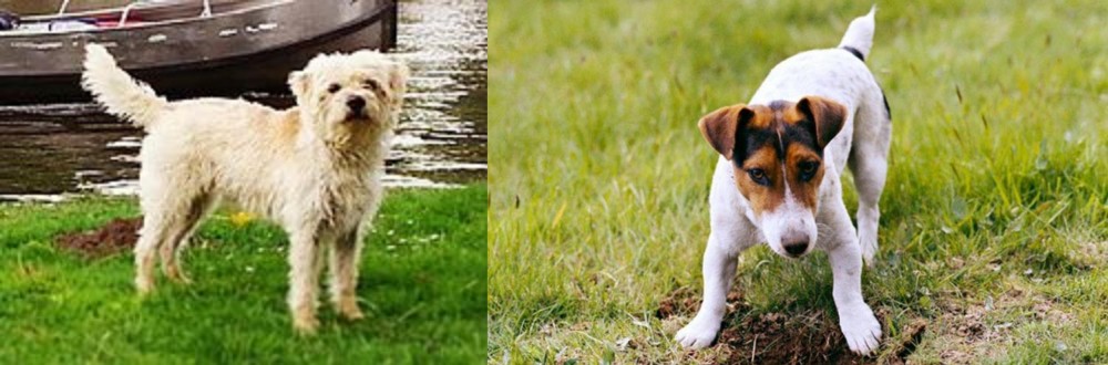 Russell Terrier vs Dutch Smoushond - Breed Comparison