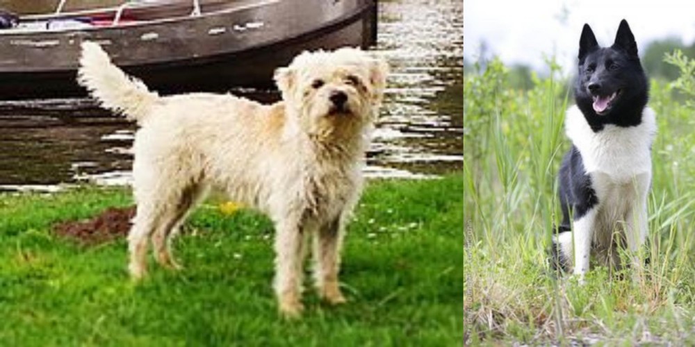 Russo-European Laika vs Dutch Smoushond - Breed Comparison