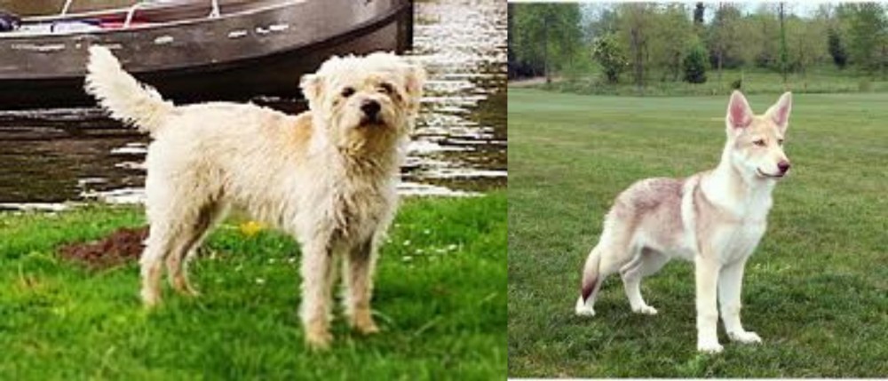 Saarlooswolfhond vs Dutch Smoushond - Breed Comparison