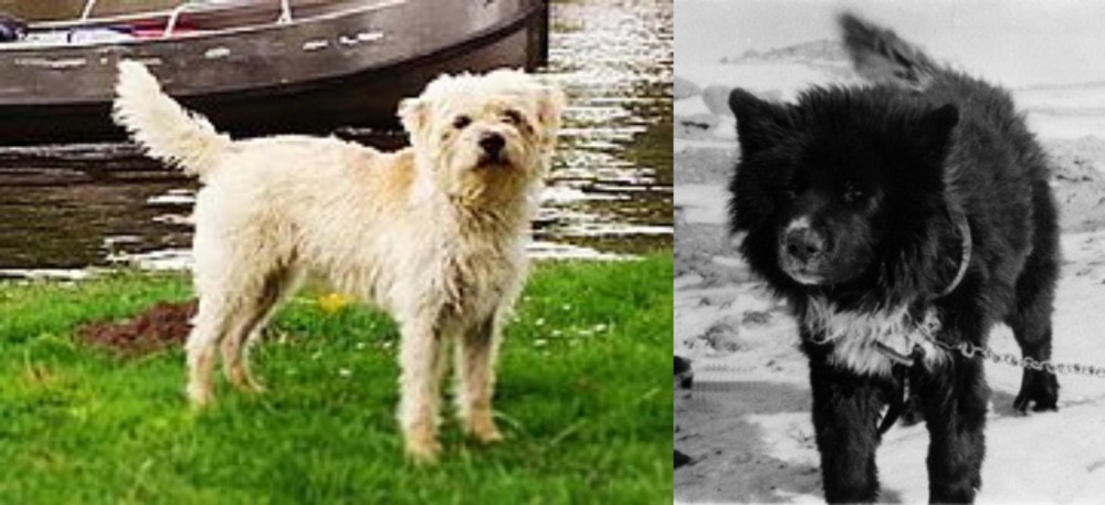 Sakhalin Husky vs Dutch Smoushond - Breed Comparison
