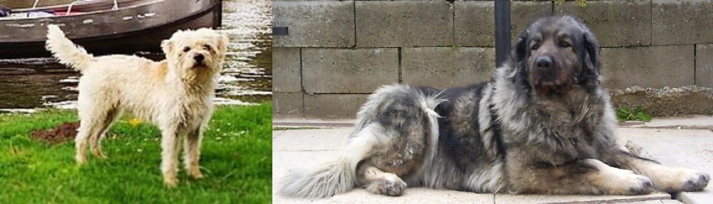 Sarplaninac vs Dutch Smoushond - Breed Comparison
