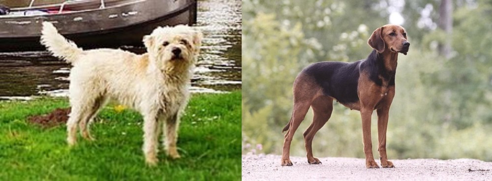 Schillerstovare vs Dutch Smoushond - Breed Comparison