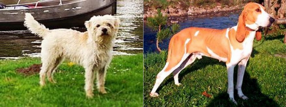 Schweizer Laufhund vs Dutch Smoushond - Breed Comparison