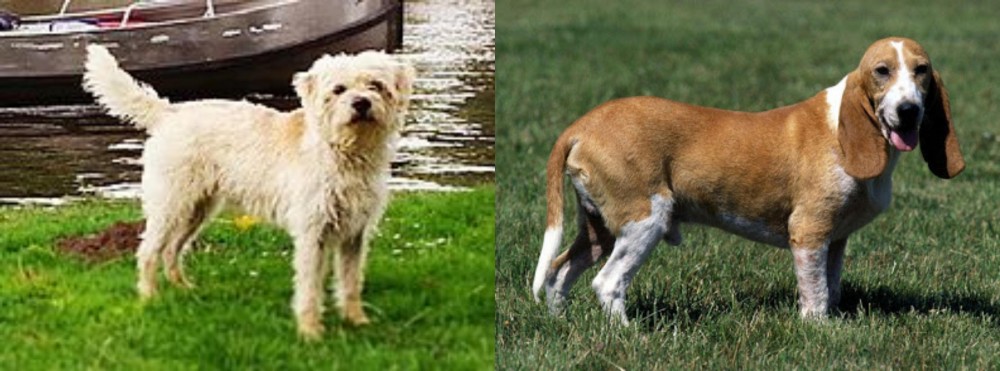 Schweizer Niederlaufhund vs Dutch Smoushond - Breed Comparison