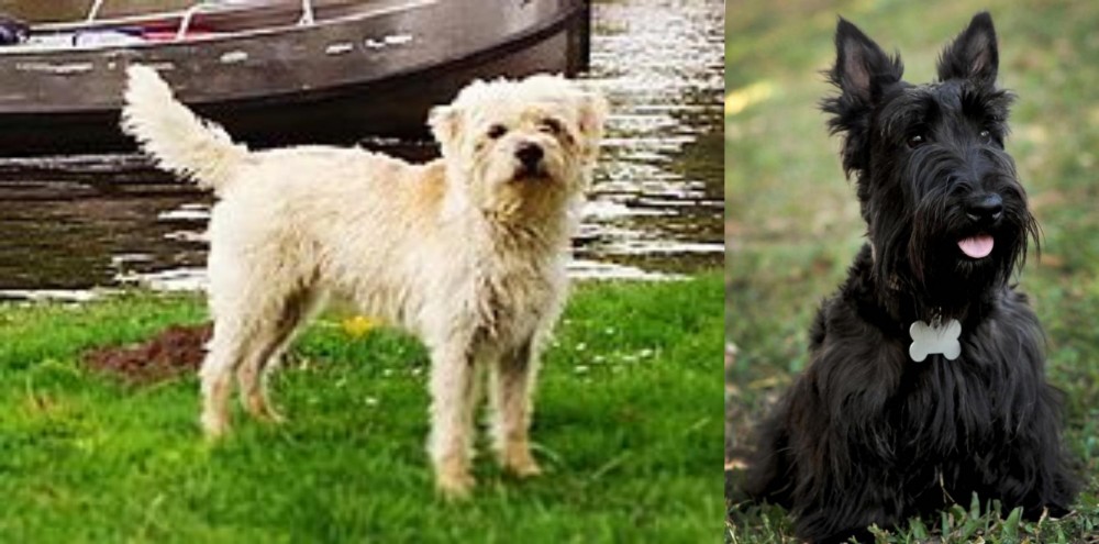 Scoland Terrier vs Dutch Smoushond - Breed Comparison