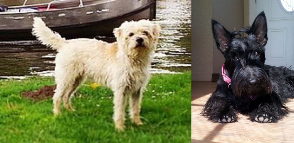 Scottish Terrier vs Dutch Smoushond - Breed Comparison