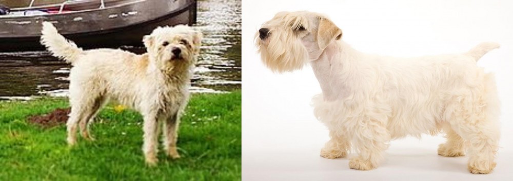 Sealyham Terrier vs Dutch Smoushond - Breed Comparison