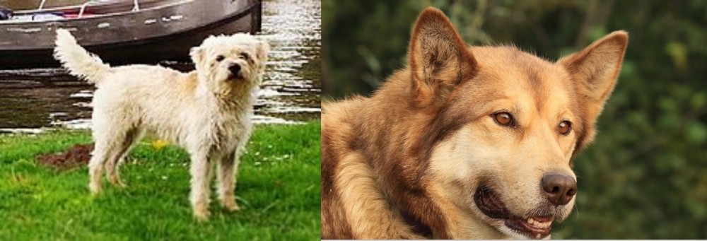 Seppala Siberian Sleddog vs Dutch Smoushond - Breed Comparison