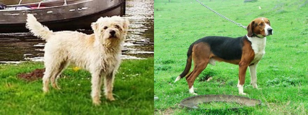 Serbian Tricolour Hound vs Dutch Smoushond - Breed Comparison