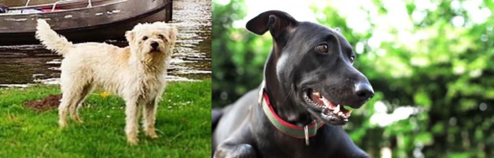 Shepard Labrador vs Dutch Smoushond - Breed Comparison
