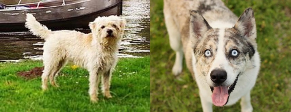Shepherd Husky vs Dutch Smoushond - Breed Comparison