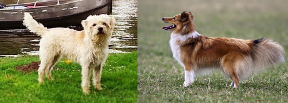 Shetland Sheepdog vs Dutch Smoushond - Breed Comparison