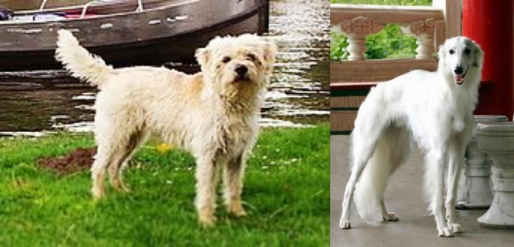 Silken Windhound vs Dutch Smoushond - Breed Comparison