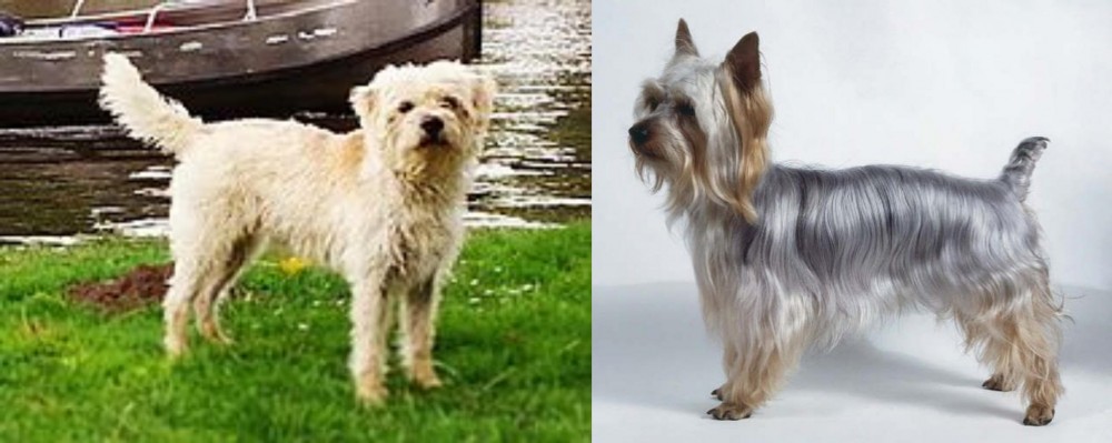 Silky Terrier vs Dutch Smoushond - Breed Comparison