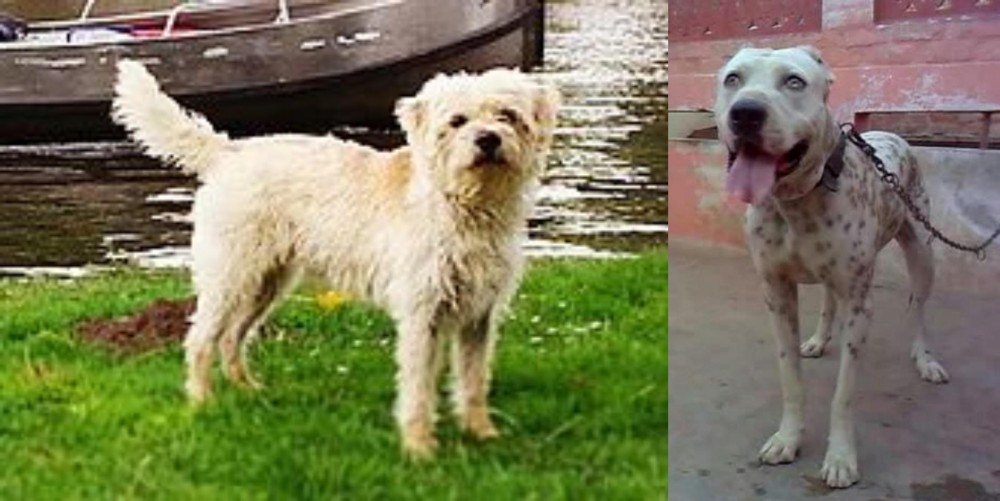 Sindh Mastiff vs Dutch Smoushond - Breed Comparison