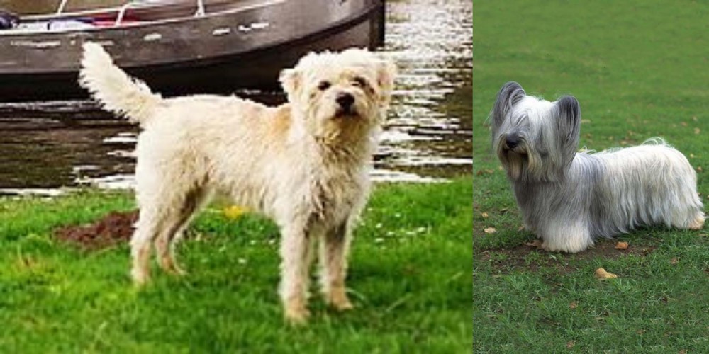 Skye Terrier vs Dutch Smoushond - Breed Comparison