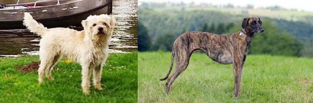 Sloughi vs Dutch Smoushond - Breed Comparison