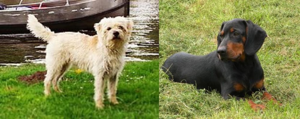 Slovakian Hound vs Dutch Smoushond - Breed Comparison