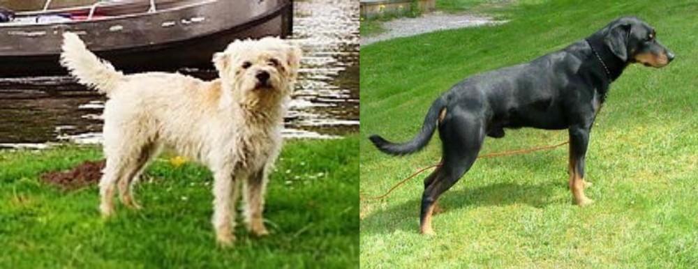 Smalandsstovare vs Dutch Smoushond - Breed Comparison