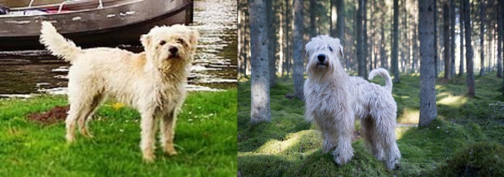 Soft-Coated Wheaten Terrier vs Dutch Smoushond - Breed Comparison