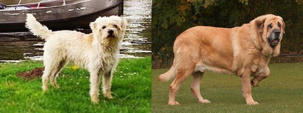 Spanish Mastiff vs Dutch Smoushond - Breed Comparison