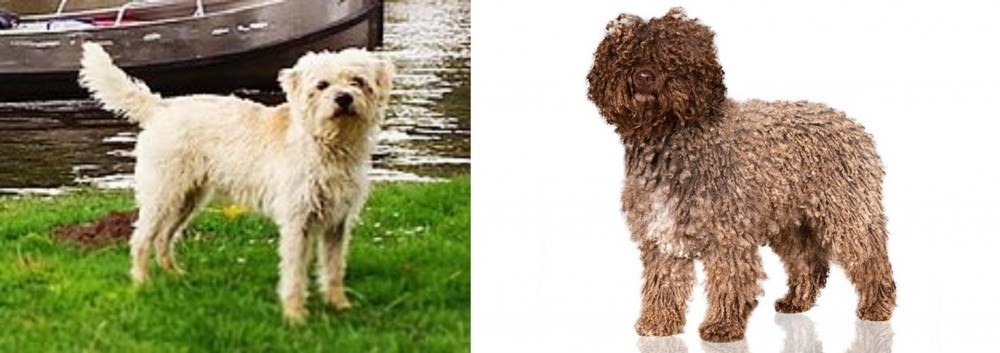 Spanish Water Dog vs Dutch Smoushond - Breed Comparison