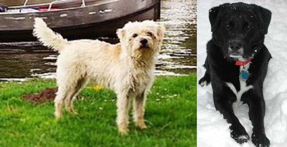 St. John's Water Dog vs Dutch Smoushond - Breed Comparison