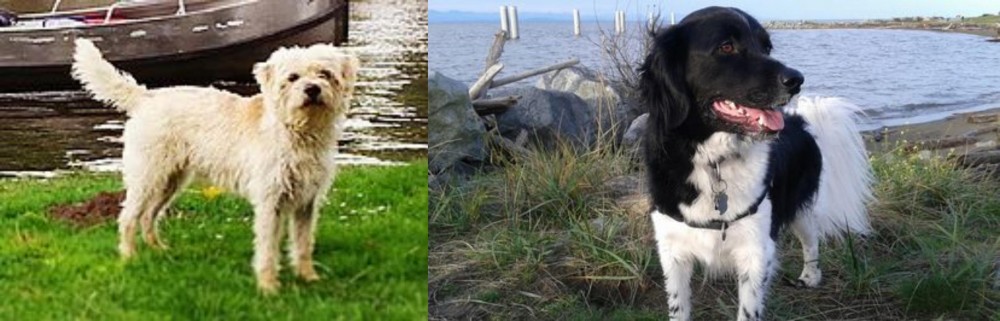 Stabyhoun vs Dutch Smoushond - Breed Comparison